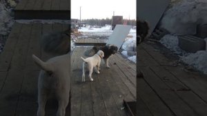 Бой Алабая с Кавказцем!