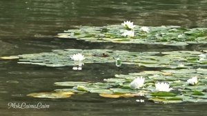 Красивые водные лилии