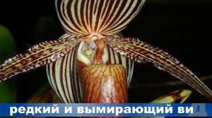 Интересные факты  Самые редкие и дорогие цветы в мире