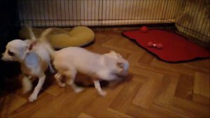 Щенки чихуахуа 5 месяцев