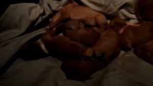 Фараонова собака