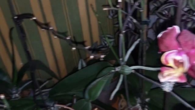 Орхидеи с НАЗВАНИЯМИ Май 2022 (1) смотреть онлайн