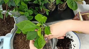 Пересаживаем укорененные черенки бугенвиллий