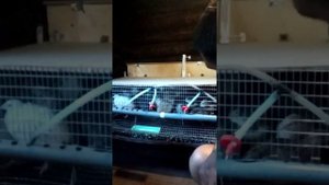 выращивание перепелов. Как повысить яйценоскость