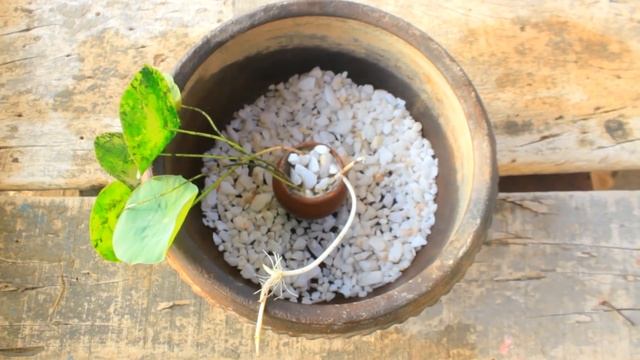 lotus plant potting l mini pot l gold fish смотреть онлайн