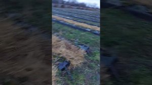 Однин из вариантов как бороться с сорняками в междурядьях клубники