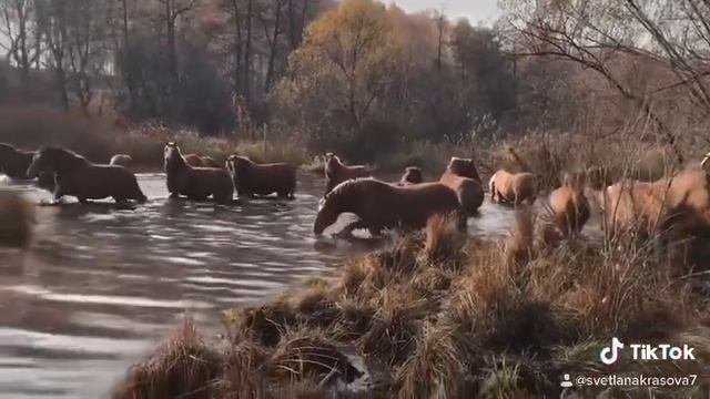 Лошади.РУССКИЕ ТЯЖЕЛОВОЗЫ