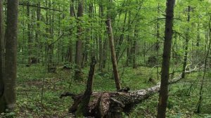 Летний лес. Калининградская область