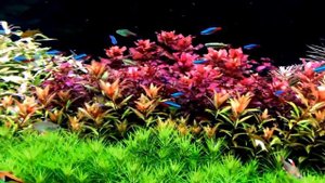 Акваскейп в аквариуме 530 литров.