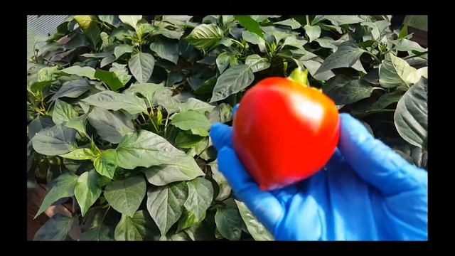 Самый вкусный перец созрел.