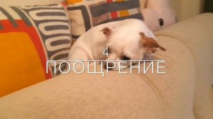 КАК ПРИУЧИТЬ СОБАКУ К ПЕЛЁНКЕ?