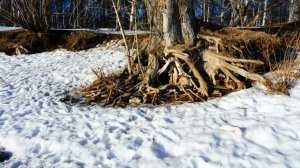 В Майском парке. Апрель 2023.