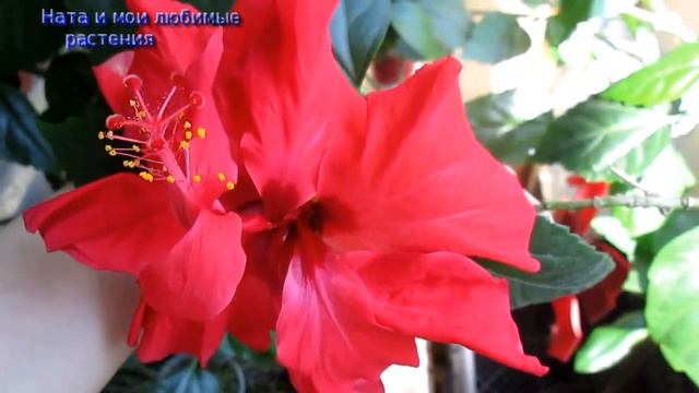 Комнатные цветы // Растение дня-китайская роза ( гибискус )