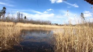 КАРАСИ МОНСТРЫ! ЛОВЛЯ КАРАСЯ В КАМЫШЕ НА ПОПЛАВОК! РЫБАЛКА НА КРУПНОГО КАРАСЯ НА УДОЧКУ ВЕСНОЙ.