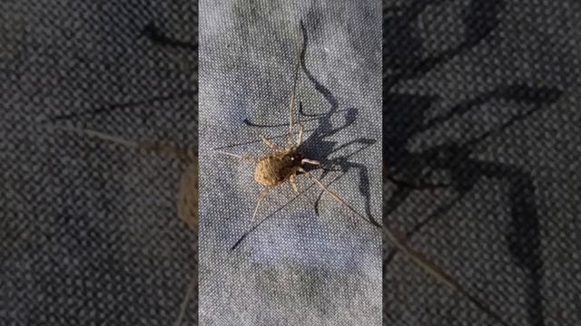 Странный сенокосец смотреть онлайн