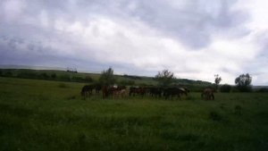 Кумертау 2020 отдых и рыбалка