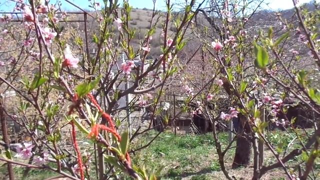 Персик обрезать рано НЕЛЬЗЯ. О курчавости. О народе, "садоводах" и "политиках". смотреть онлайн