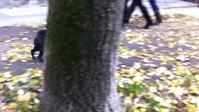 "Собака лаяла", херсонский вариант смотреть онлайн