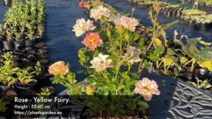 Rose - Yellow Fairy 4K