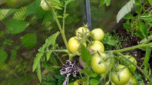 Сорта томатов "Санька" и "Яблонька России". смотреть онлайн