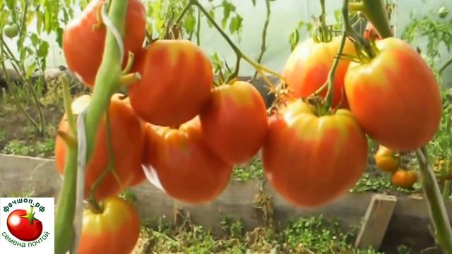 Сорта помидоров, которые растут у меня. Часть 6
