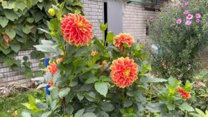 Георгина Максим «светит» в промозглую осень.