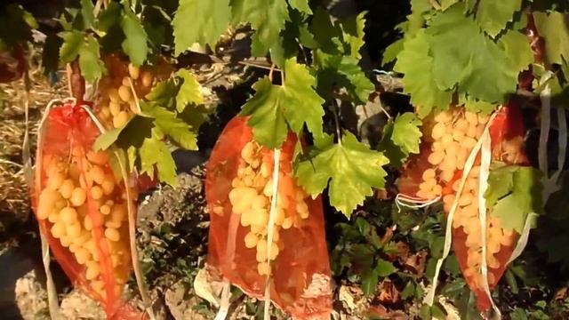 Виноград Долгожданный 2015 (Панченко) смотреть онлайн