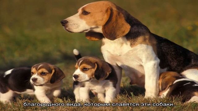 Собака для семьи с детьми: какую породу выбрать