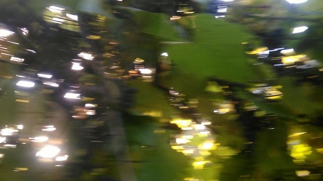 Виноград изабелла радует нас каждый год хорошим урожаем в подмосковье.