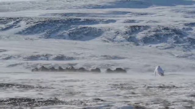 Американец подкрадывается к овцебыкам (Россия).An American sneaks up on musk oxen (Russia). смотреть онлайн