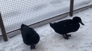 Утки каюги. Как различить. Зимовка уток. Дикие утки