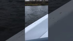 Кайман 31s и Сузуки 9.9(15) 44 км/ч