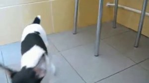 Американский той-фокстерьер!