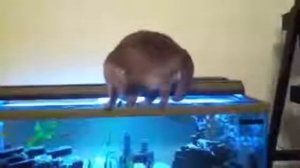 Кот Падает В Аквариум