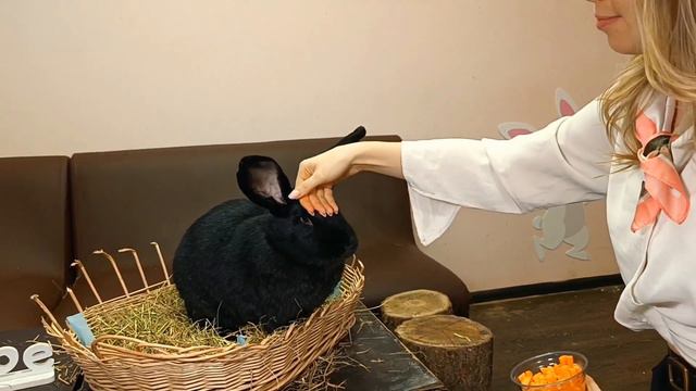 ПУТЕШЕСТВИЕ ПО ЗАЙКАФЕ | ЗНАКОМСТВО С КРОЛИКАМИ | ЭКСКУРСИЯ ПО АНТИКАФЕ С КРОЛИКАМИ смотреть онлайн