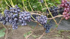 Памяти Учителя и Подарок Несветая 2019г