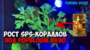 Рост SPS-кораллов под Turing RS90 за 8 месяцев | PopBloom | Морской аквариум