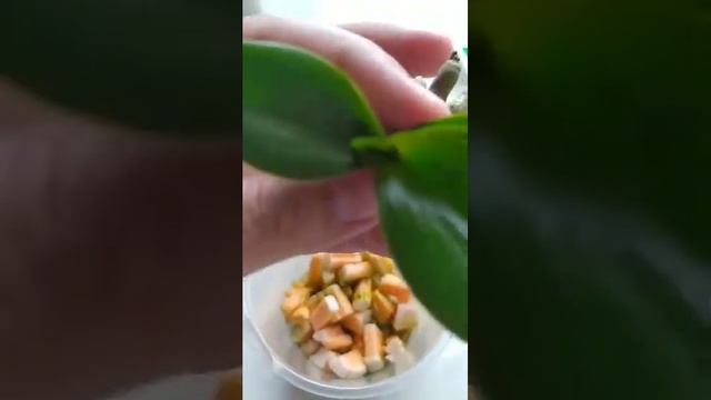 Орхидеи.Детка.Что то пошло не так Часть 1(снято 13 мая 2020) смотреть онлайн