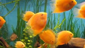 Цихлазома-северум "Красный жемчуг" (Heros severum var. "Red Perl")