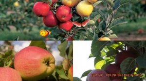 Яблоня обыкновенная Кандиль орловский - Память Ульянищева ? обзор: как сажать, саженцы яблони