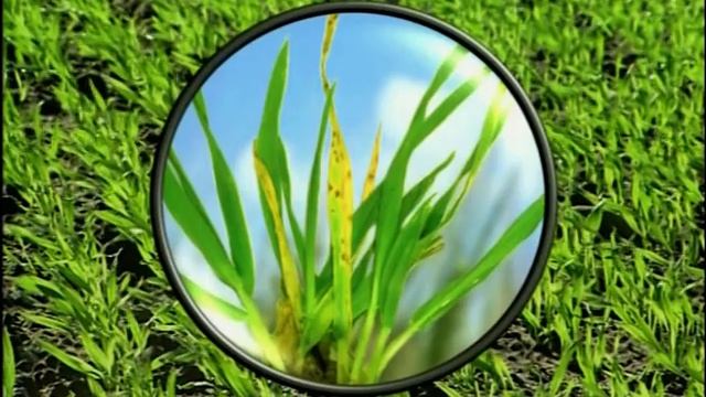 Биология грибов-паразитов. Органические и неорганические повреждения. смотреть онлайн