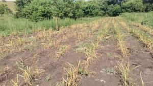 Можно сушить лук на чердаке. Закончил обрешётку на крыше сарая