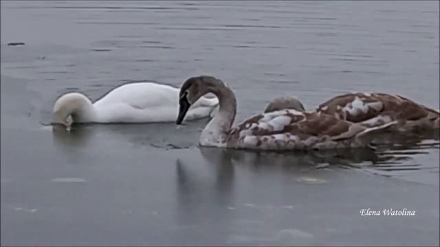 Лебеди на озёре. смотреть онлайн