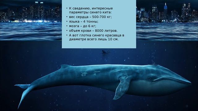 Праздник морских гигантов – День китов и дельфинов