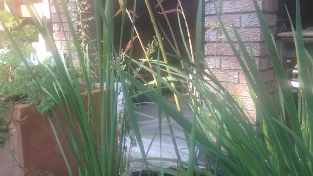 SARRACENIA PURPUREA PURPLE PITCHER PLANT - CARNIVOROUS PLANTS BOG смотреть онлайн