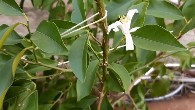 Во саду ли в огороде.Лимон зацвел смотреть онлайн
