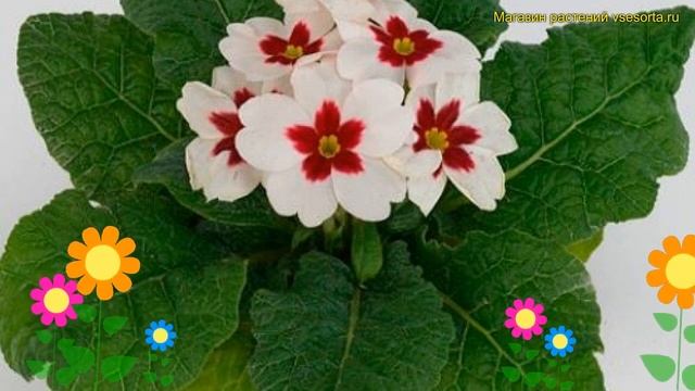 Примула бесстебельная Джупита Эприкот виз Ред Ай. Обзор primula acaulis Jupiter White with Red Eye смотреть онлайн