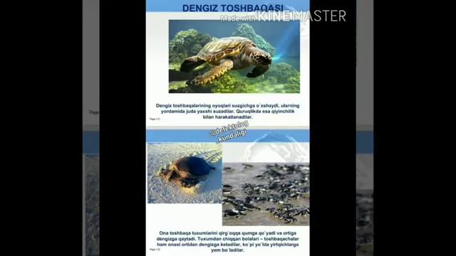 13 МТТ катта гурух тарбиячиси Артикова Матлубанинг Денгиз жониворлари мавзусидаги онлайн фаолияти смотреть онлайн