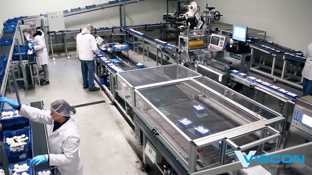 Линия упаковки грибов в лоток со стретч-пленкой Viscon (упаковка грибов шампиньонов)