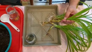 Панданус. Укоренение в воде. Результаты, часть 2-я.